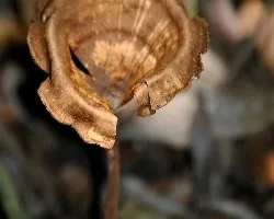 Mas hongos
