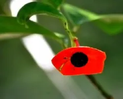 Heisteria macrophylla  
