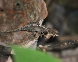 Norops. sp.