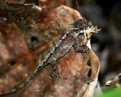 Norops. sp.