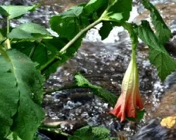 Brugmansia sp.