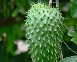 Annona muricata Guanabana 