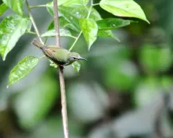 Cyanerpes cyaneus