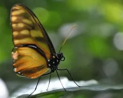 Ithomia xenos