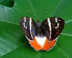 Castnia licus