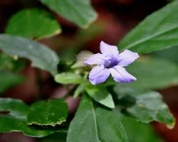 Ruellia tuberosa
