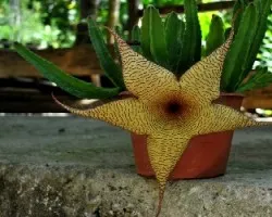 Stapelia gigantea