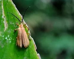 Coleóptero serambycidae