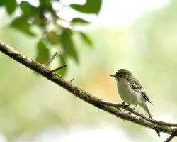 Empidonax sp. 2