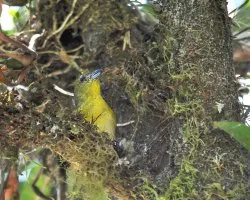 Euphonia hirundinacea