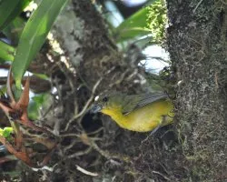 Euphonia hirundinacea