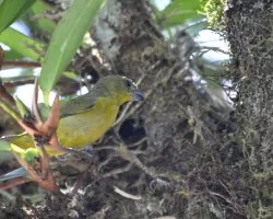 Euphonia hirundinacea