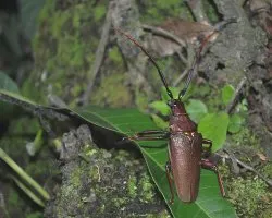 Escarabajo