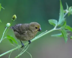 Tiaris olivaceus