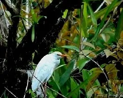 Bubulcus ibis