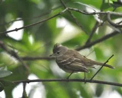Comptostoma obsoletum