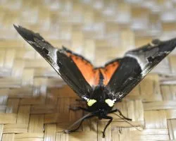 Polilla de vivos colores
