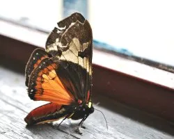 Polilla de vivos colores