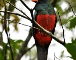 Trogon massena