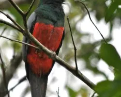 Trogon massena