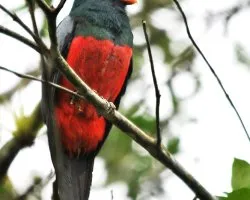 Trogon massena