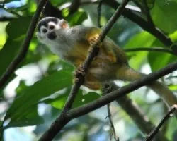 Saimiri oerstedii citrinellus