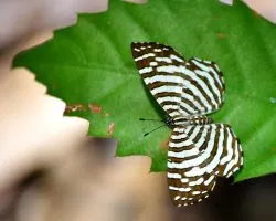 Hyphilaria parthenis