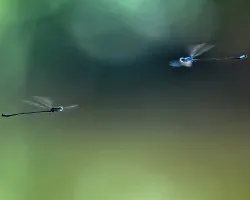 Libélulas en vuelo