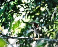Butorides virescens