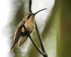 Phaethornis longuemareus