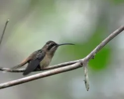 Phaethornis longuemareus
