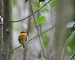 Manacus aurantiacus
