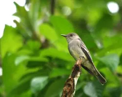 Mosquero