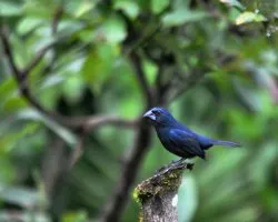 Cyanocompsa cyanoides