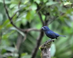 Cyanocompsa cyanoides