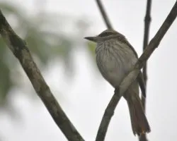 Myiodynastes maculatus