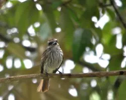 Myiodynastes maculatus
