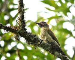 Colaptes rubiginosus