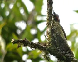 Colaptes rubiginosus