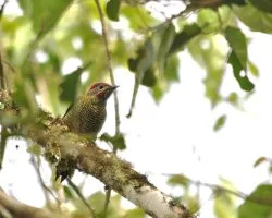Colaptes rubiginosus