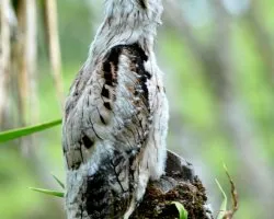 Nyctibius griseus