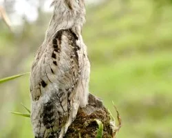 Nyctibius griseus