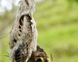 Nyctibius griseus