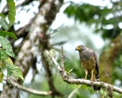 Buteo magnirostris