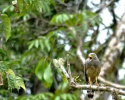 Buteo magnirostris