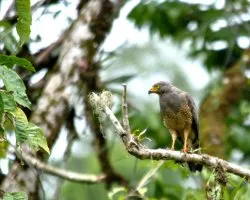 Buteo magnirostris