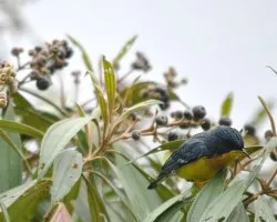 Parula pitiayumi