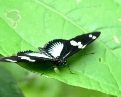 Heliconius doris