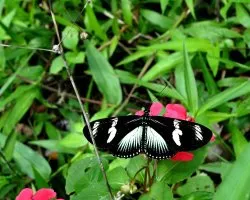 Heliconius doris