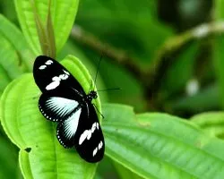 Heliconius doris